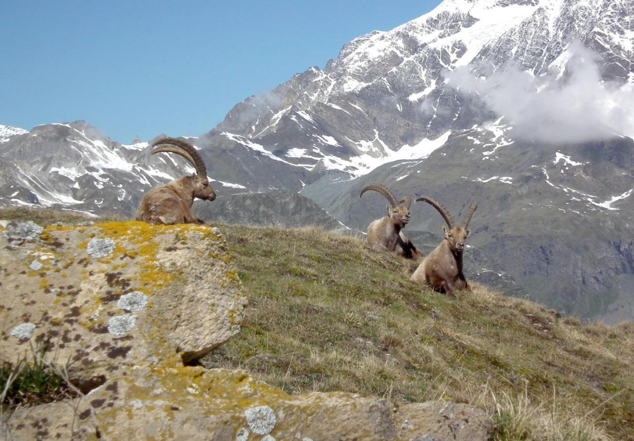 Charmant Studio Aux Pieds Des Pistes Vue Sur La Montagne Tignes Kültér fotó